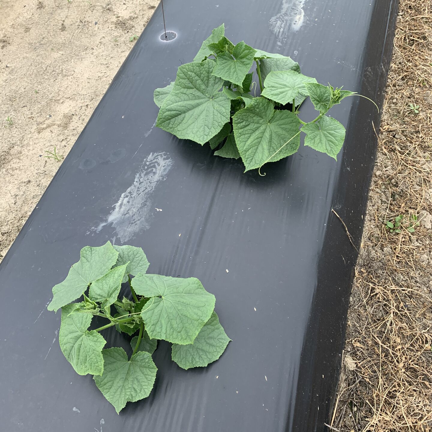 Tomato Plants